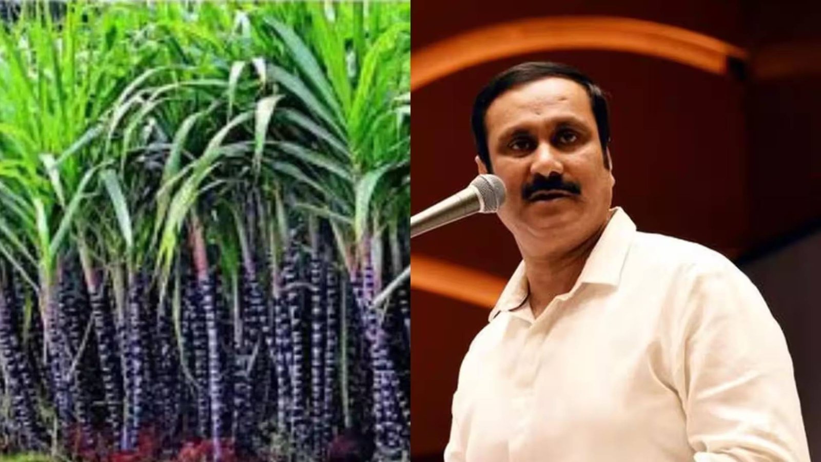 கரும்பு சாகுபடியை பெருக்கி படாளம் கூட்டுறவு சர்க்கரை ஆலையை தொடர்ந்து இயக்க வேண்டும் - அன்புமணி ராமதாஸ் கோரிக்கை!